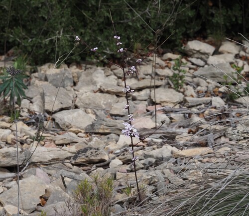 Image of Iberis linifolia by (c) Louis Aureglia, some rights reserved (CC BY)