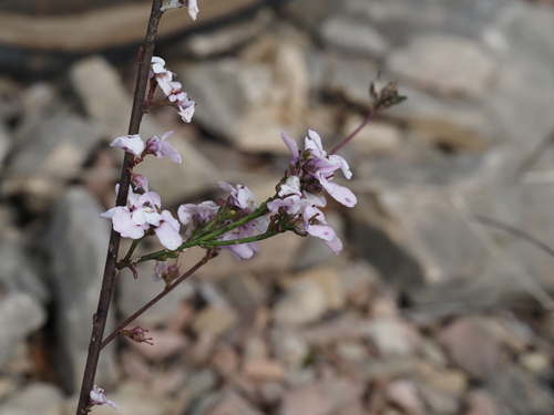 Image of Iberis linifolia by (c) Louis Aureglia, some rights reserved (CC BY)