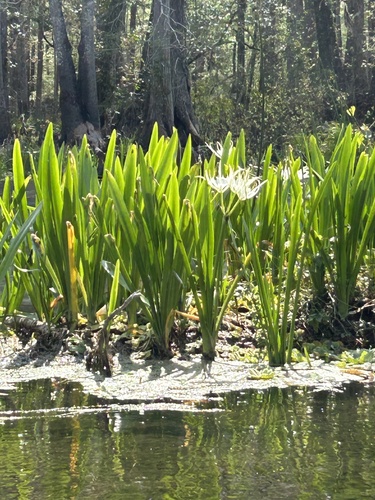 Hymenocallis rotata, photograph 1
