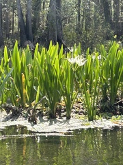 Hymenocallis rotata