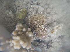 Euphyllia glabrescens