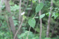 Polystemma guatemalense