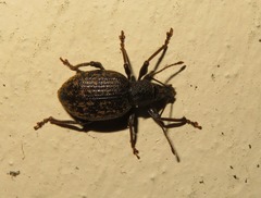 Otiorhynchus aurifer