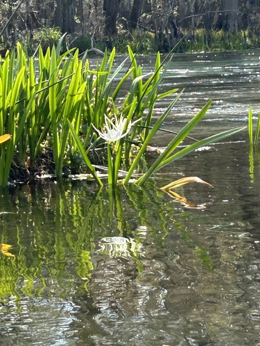 Hymenocallis rotata, photograph 2