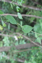 Polystemma guatemalense