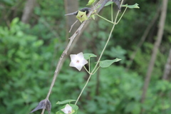 Polystemma guatemalense