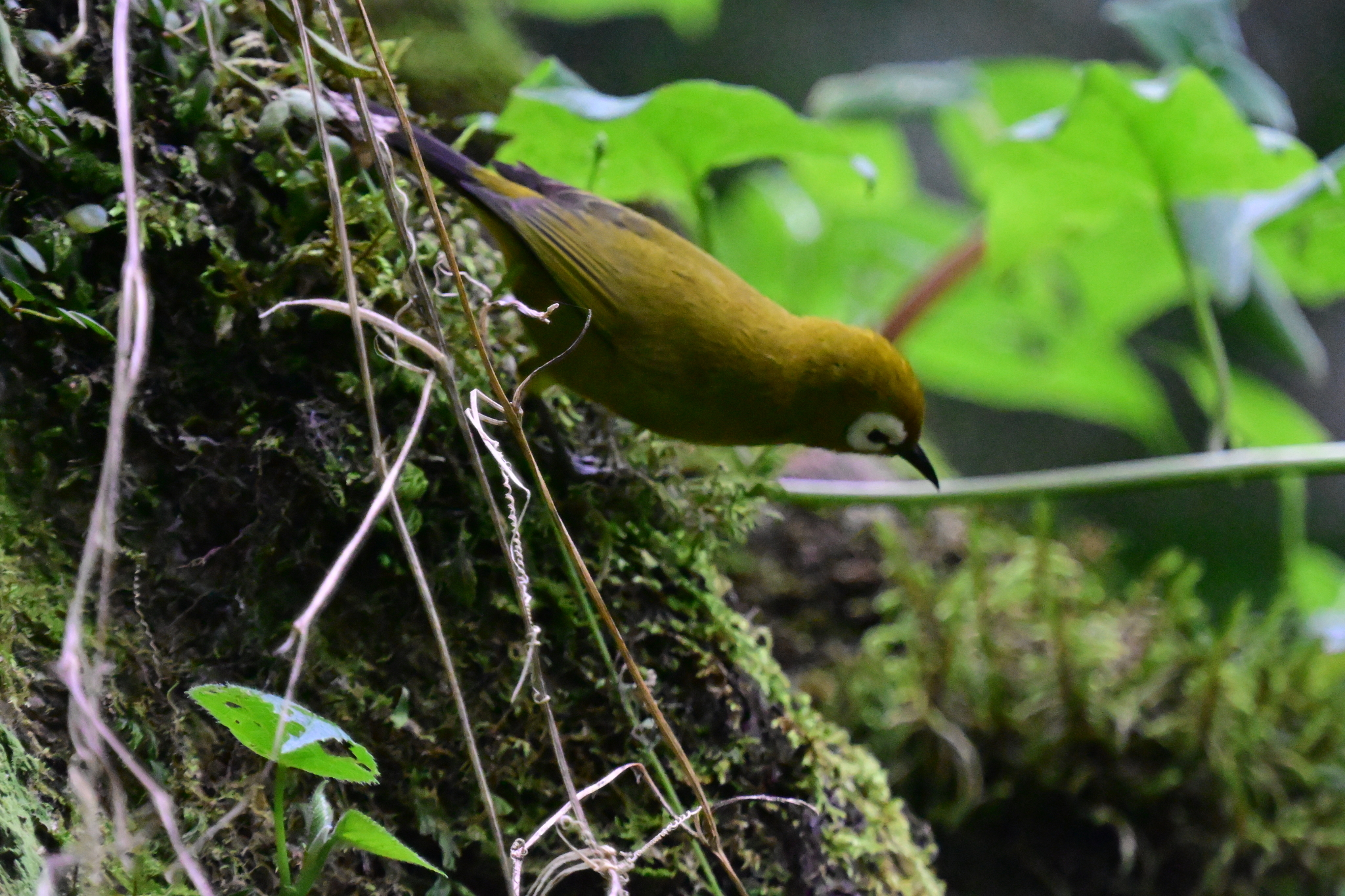 Broad-ringed White-eye (Zosterops eurycricotus), photo 1