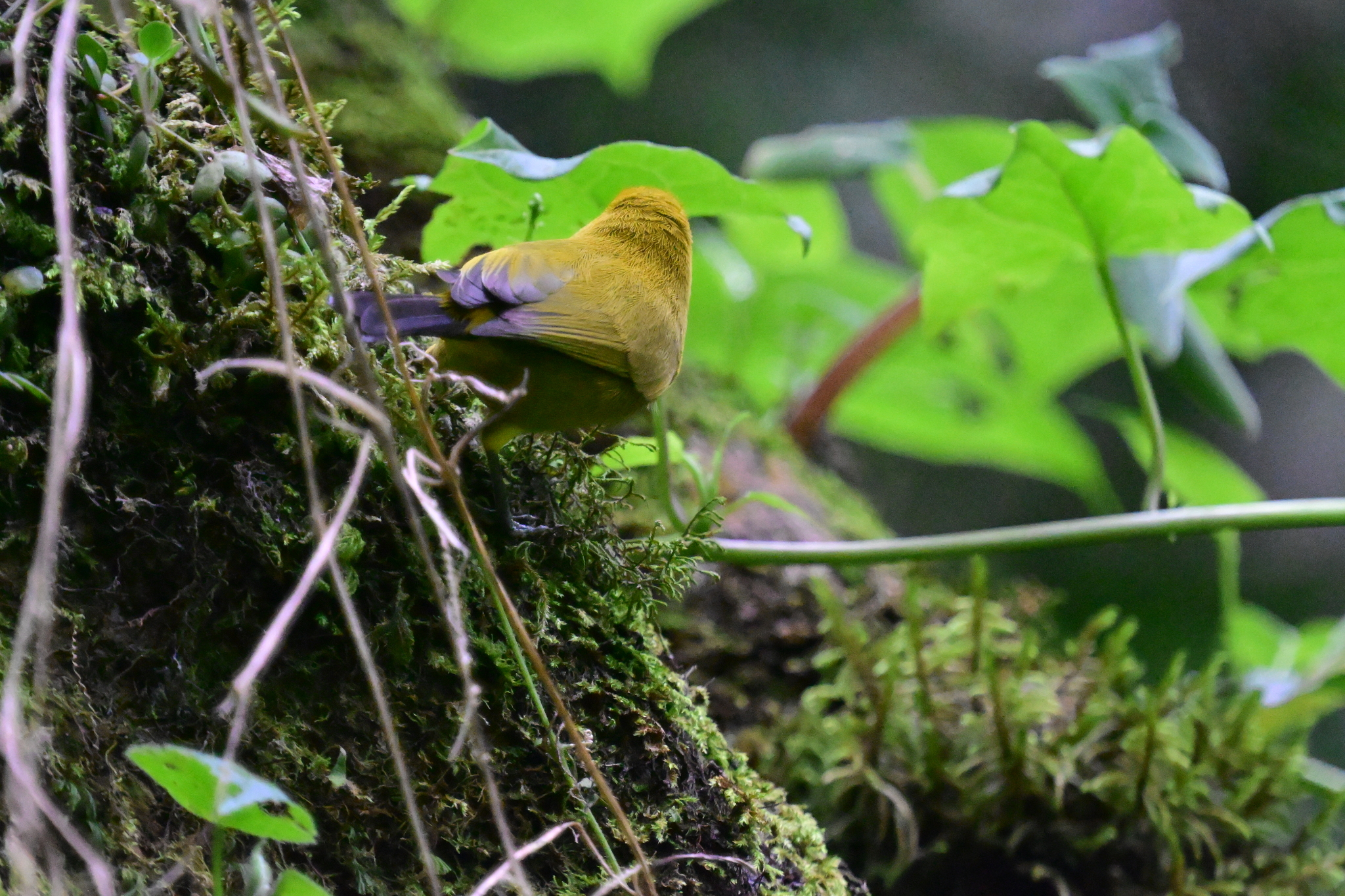 Broad-ringed White-eye (Zosterops eurycricotus), photo 2