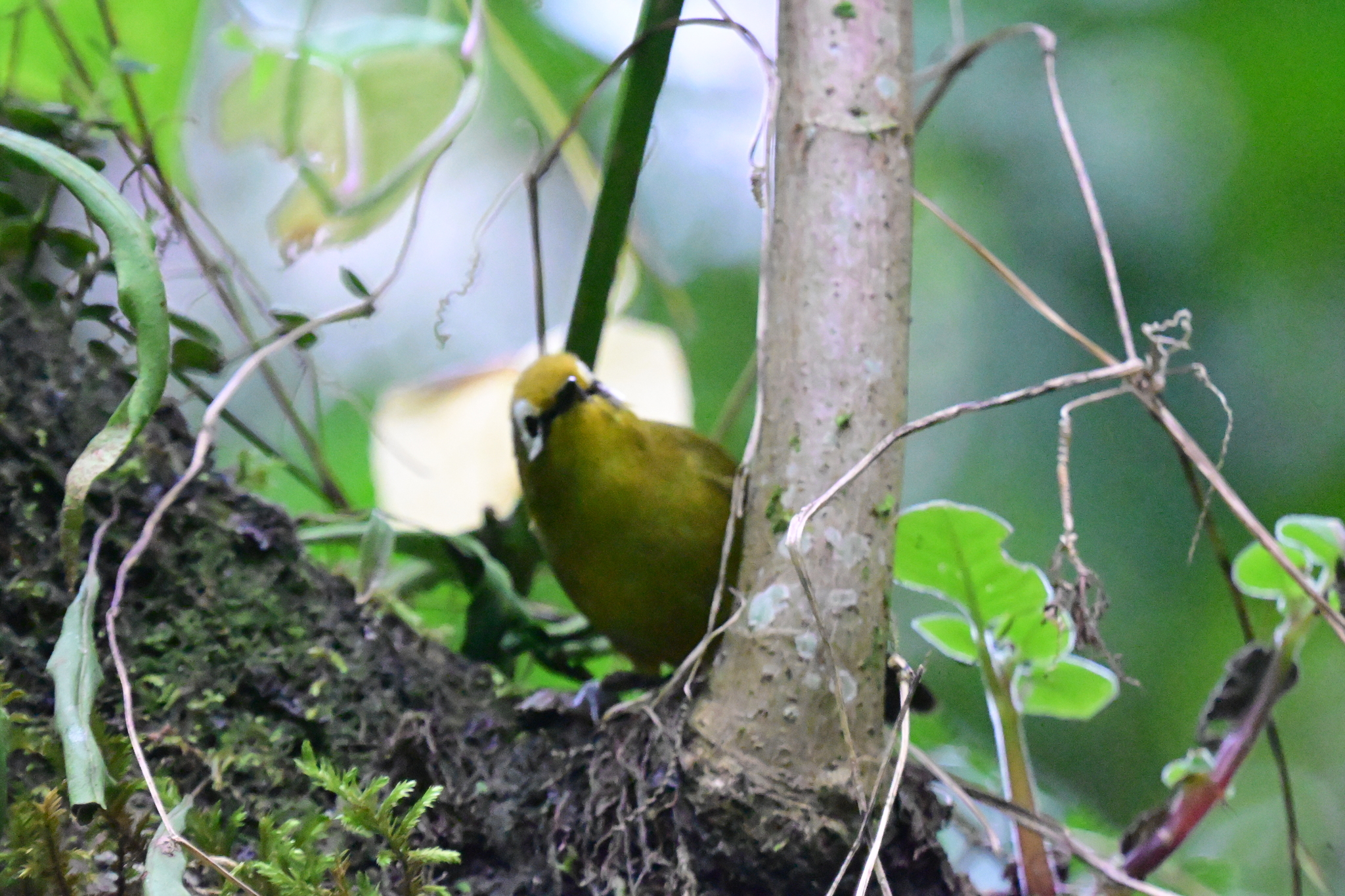 Broad-ringed White-eye (Zosterops eurycricotus), photo 3