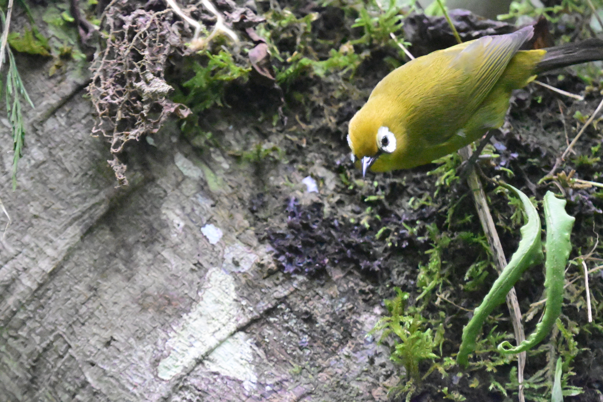 Broad-ringed White-eye (Zosterops eurycricotus), photo 6