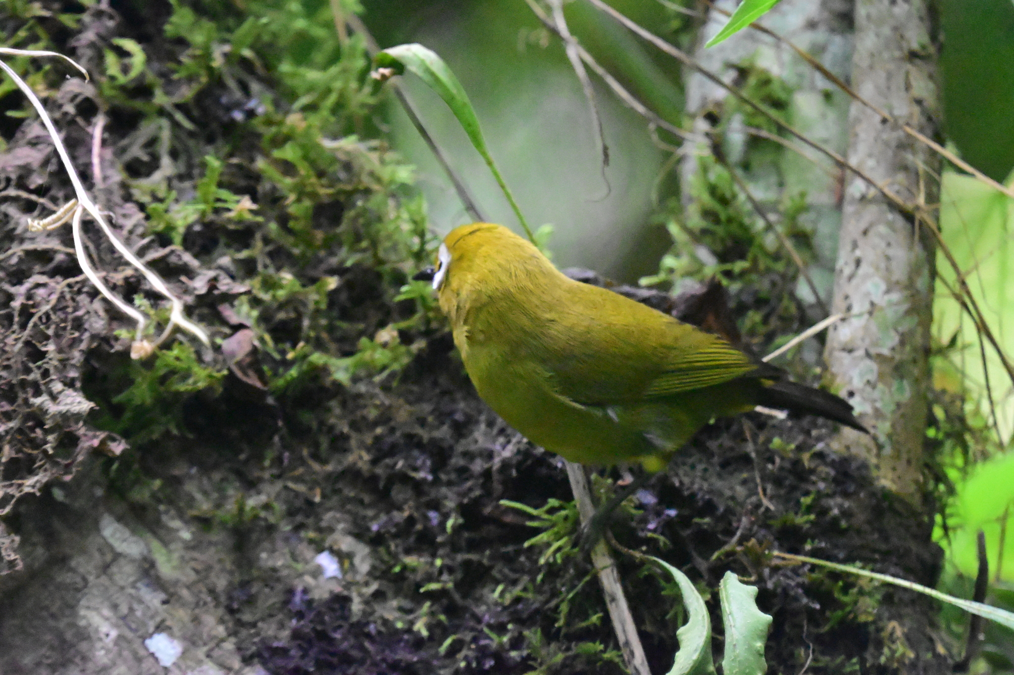 Broad-ringed White-eye (Zosterops eurycricotus), photo 4