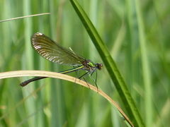 Calopteryx aequabilis