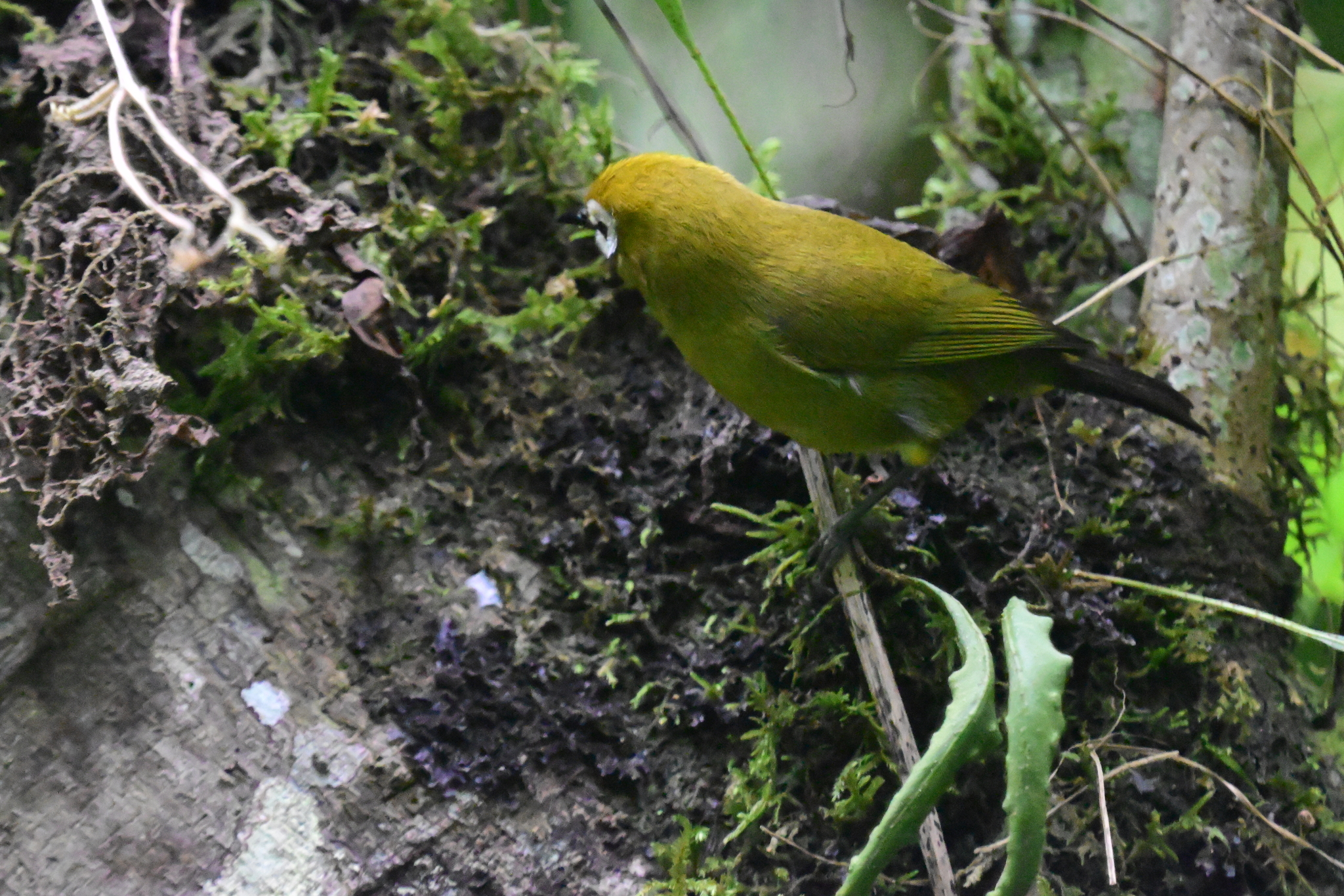 Broad-ringed White-eye (Zosterops eurycricotus), photo 5