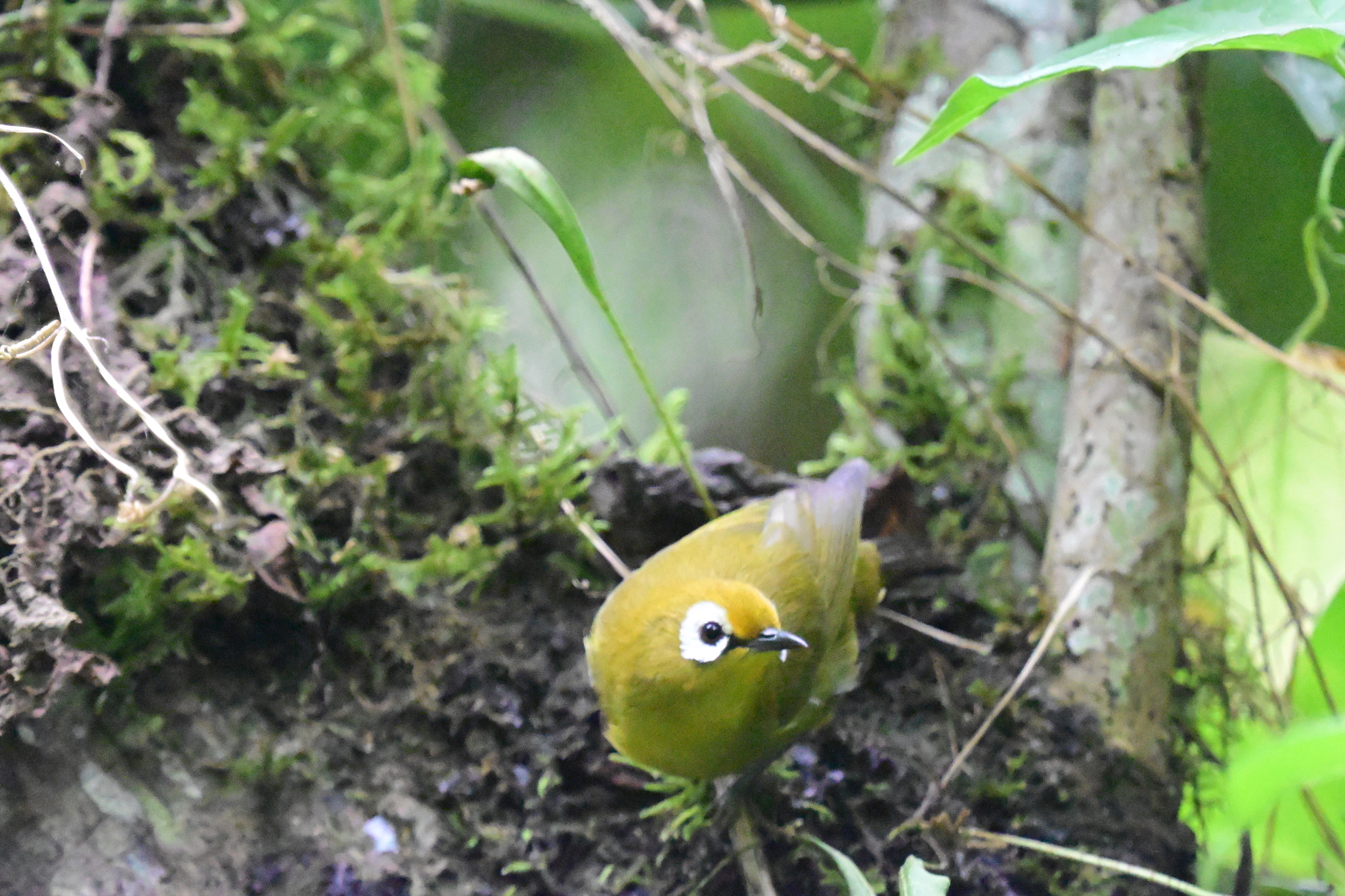Broad-ringed White-eye (Zosterops eurycricotus), photo 7