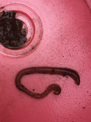 Aporrectodea caliginosa