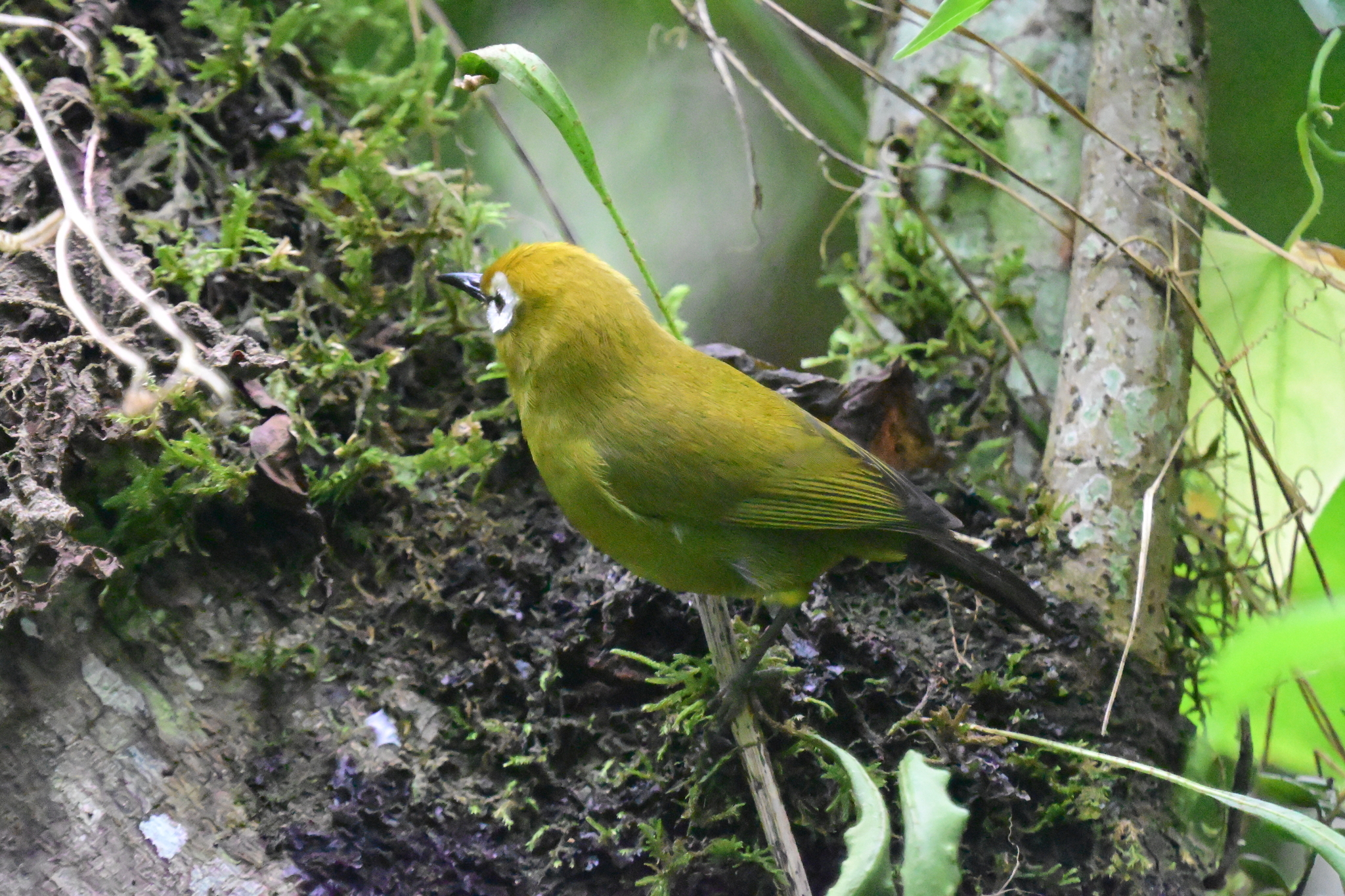 Broad-ringed White-eye (Zosterops eurycricotus), photo 8