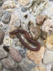 Aporrectodea caliginosa