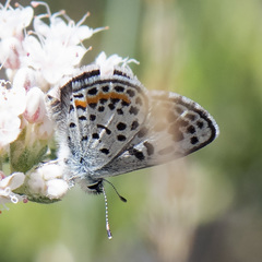Euphilotes bernardino