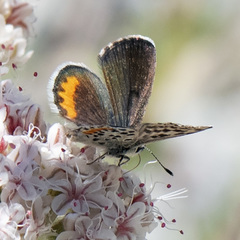 Euphilotes bernardino