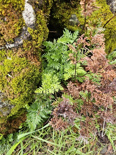 Image of Carlotta Hall's Lace Fern (Aspidotis carlotta) by no rights reserved