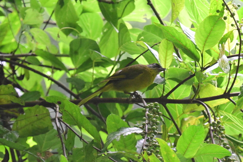 Olive-headed Greenbul (Arizelocichla striifacies)