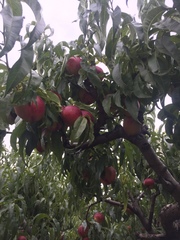 Prunus persica nucipersica