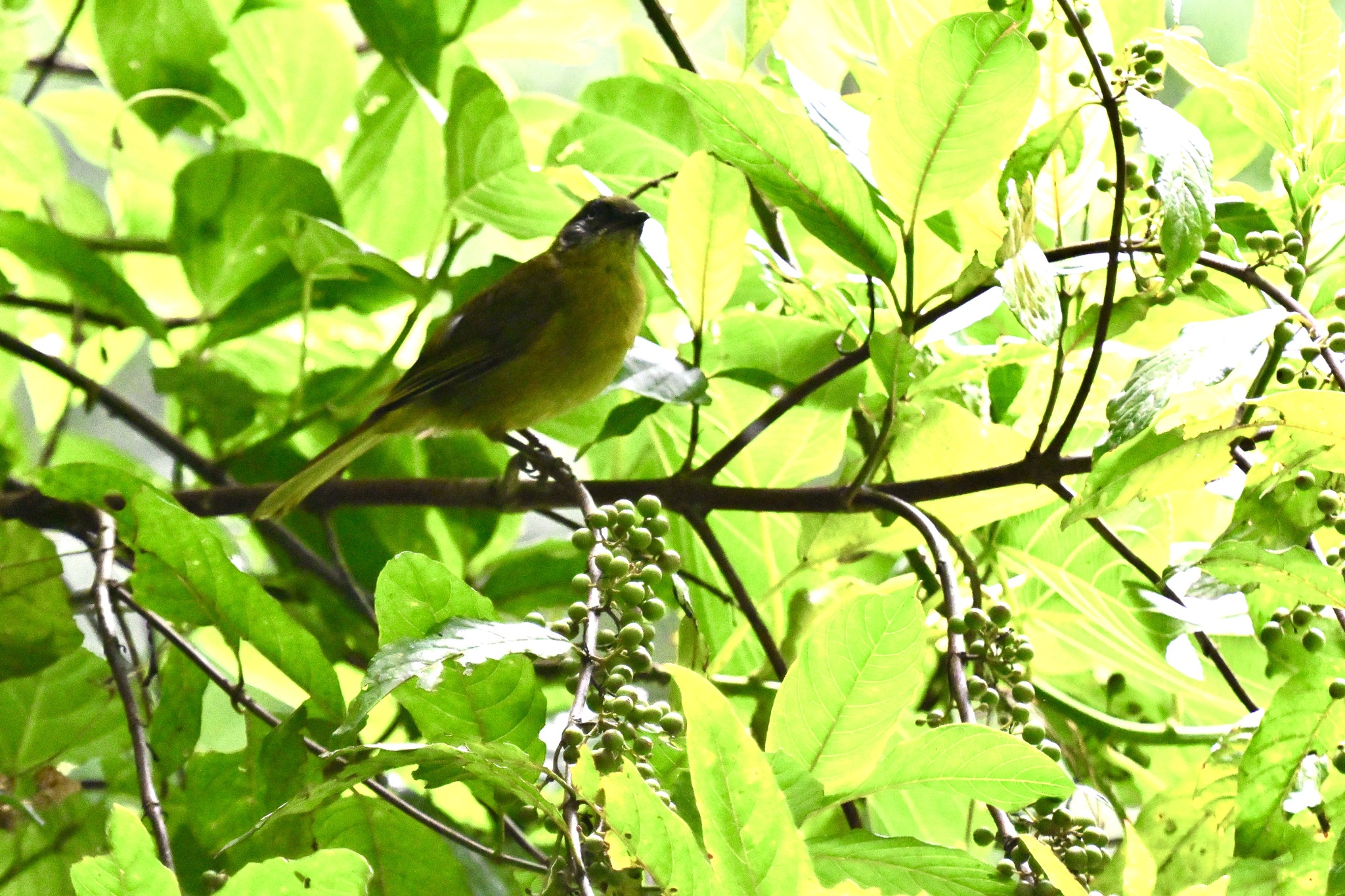 Olive-headed Greenbul (Arizelocichla striifacies), photo 2