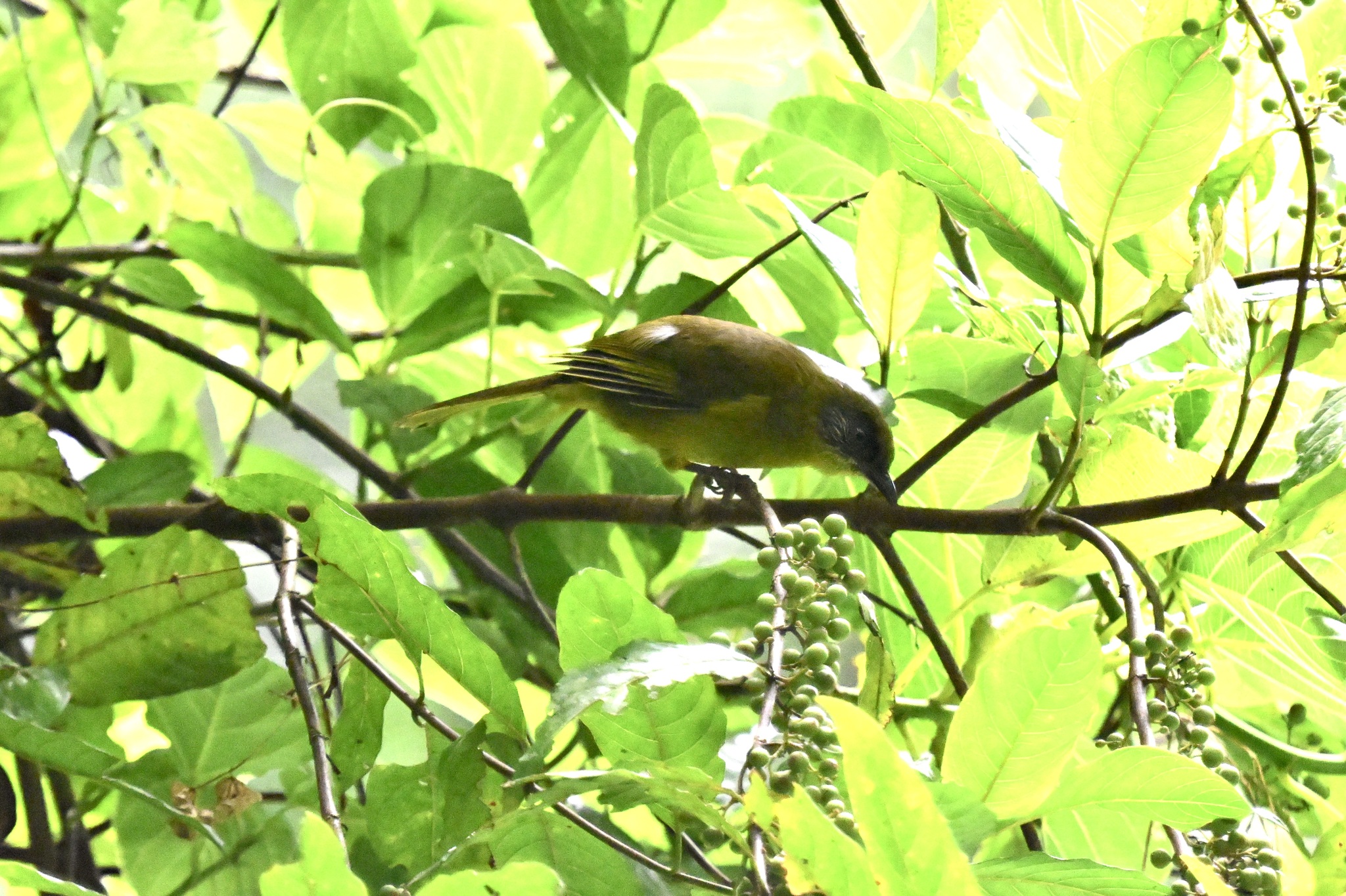 Olive-headed Greenbul (Arizelocichla striifacies), photo 3