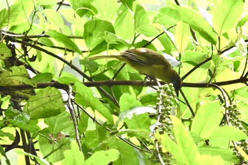 Olive-headed Greenbul (Arizelocichla striifacies), photo 8