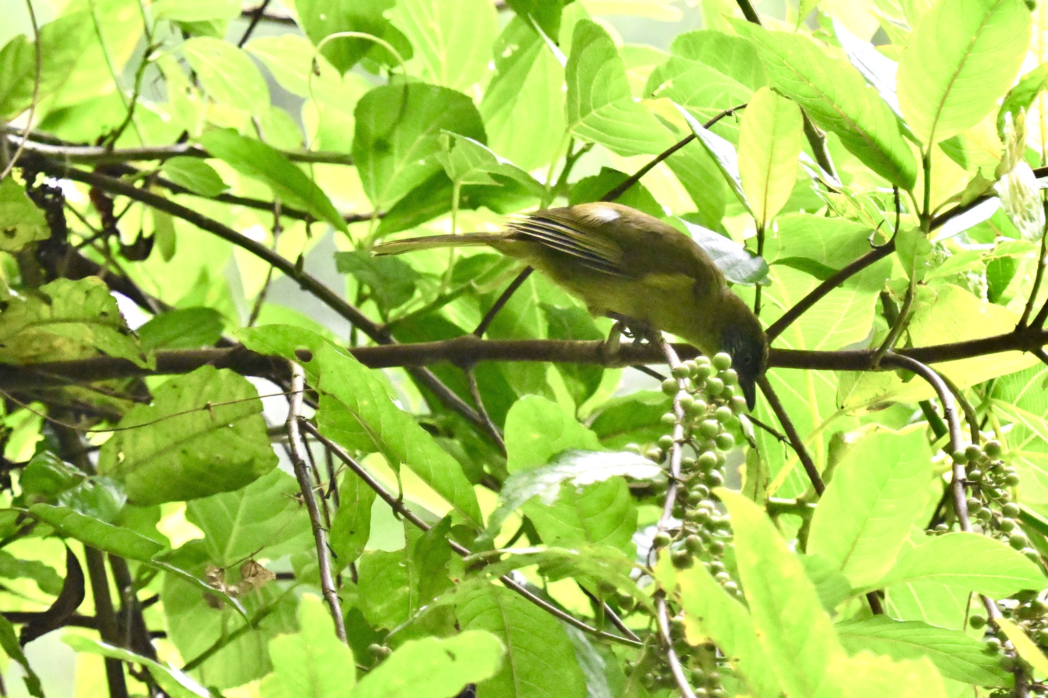 Olive-headed Greenbul (Arizelocichla striifacies), photo 4