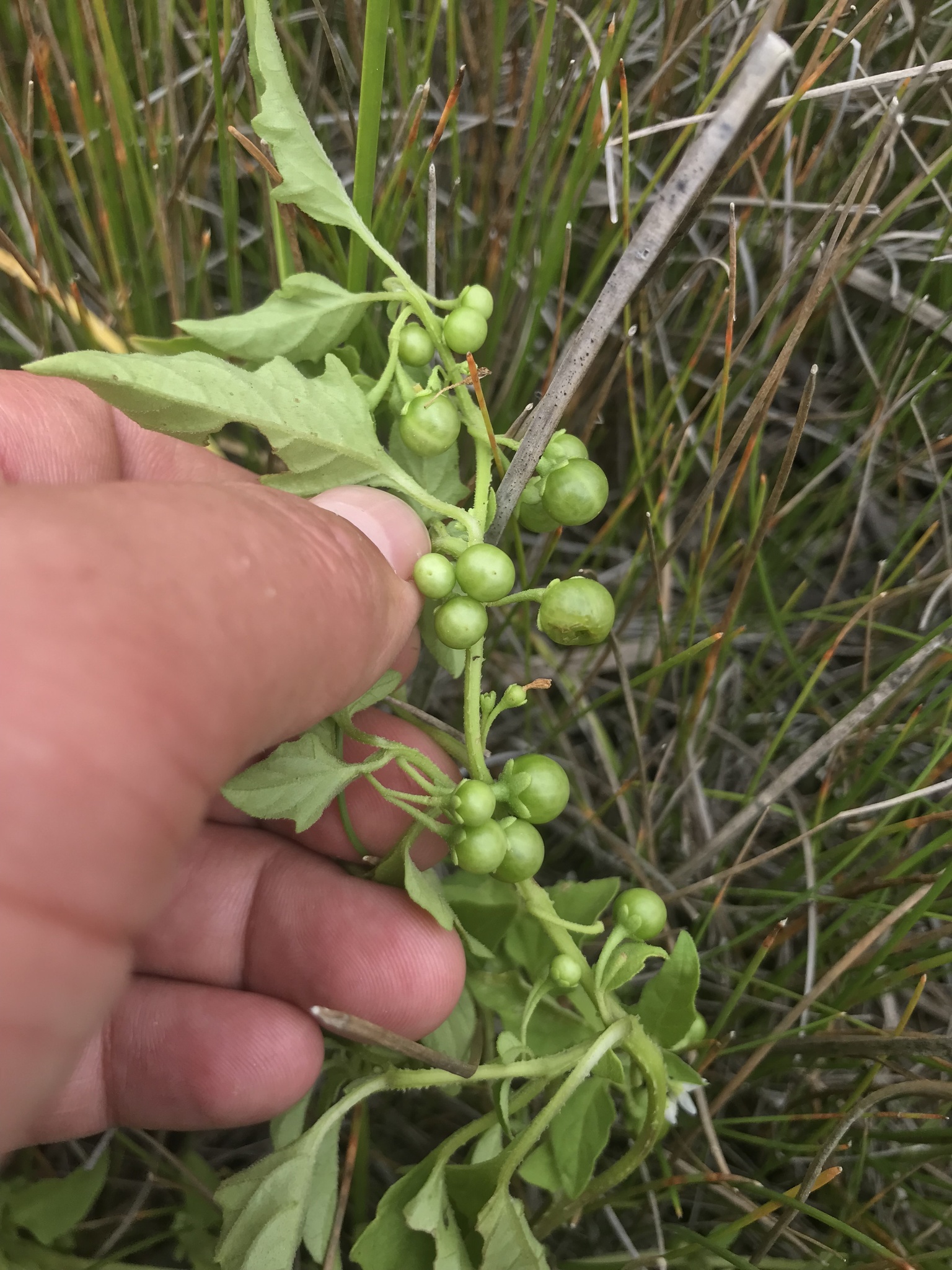 Imagem de Solanum sanfurgoi não possui um nome popular amplamente reconhecido no Brasil