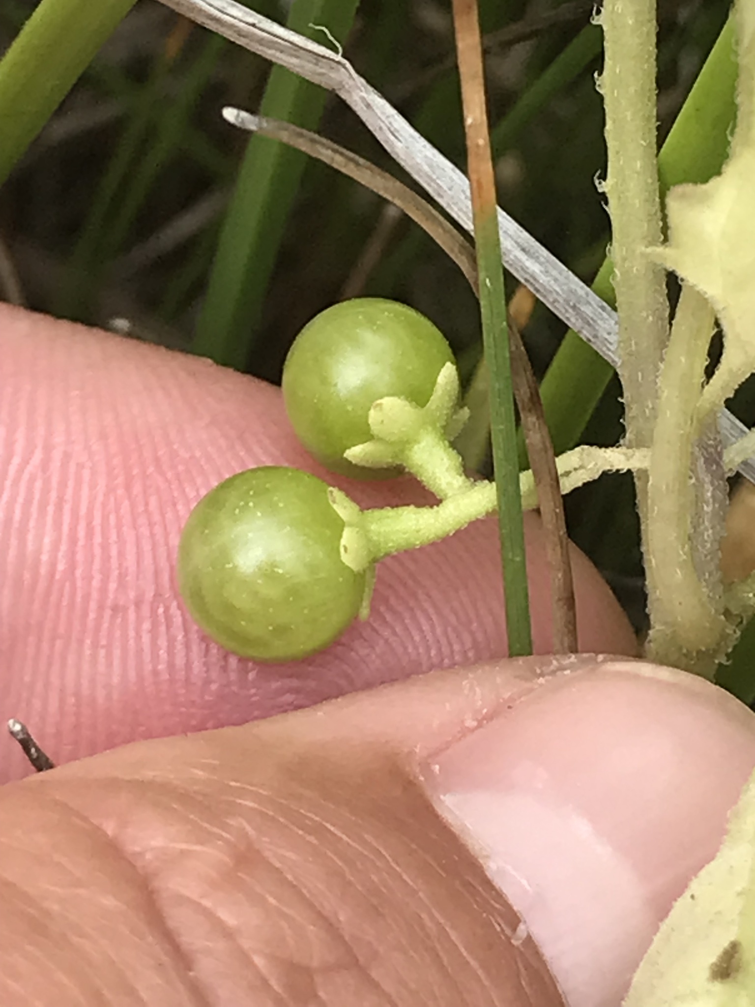 Imagem de Solanum sanfurgoi não possui um nome popular amplamente reconhecido no Brasil