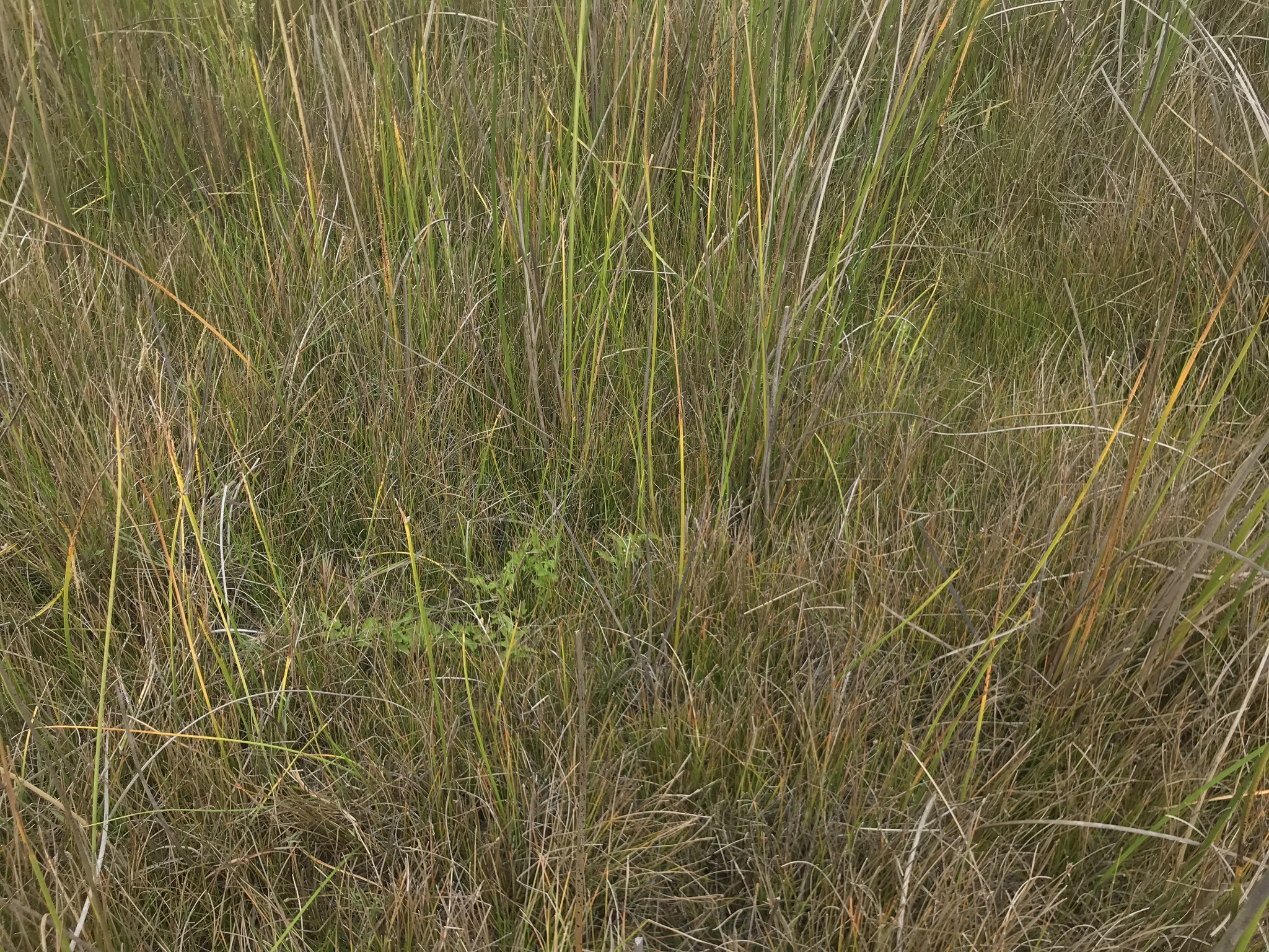 Imagem de Solanum sanfurgoi não possui um nome popular amplamente reconhecido no Brasil