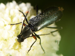 Grammoptera molybdica