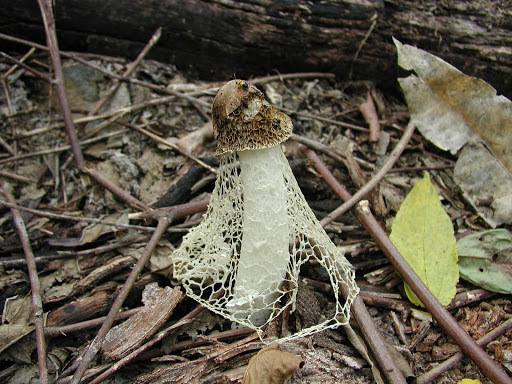 Phallus indusiatus · October 2002 · photo: © muir (iNaturalist, cc-by)