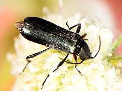 Grammoptera molybdica