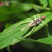 Two-spotted Tree Cricket - Photo (c) Martha O'Kennon, some rights reserved (CC BY-NC), uploaded by Martha O'Kennon