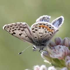 Euphilotes bernardino