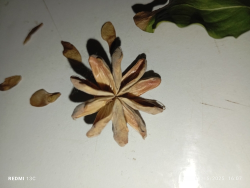Image of Quillaja saponaria by (c) Boris Valderrama, some rights reserved (CC BY)