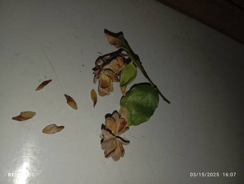 Image of Quillaja saponaria by (c) Boris Valderrama, some rights reserved (CC BY)