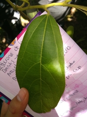 Aristolochia maxima
