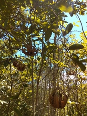 Aristolochia maxima