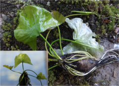 Nymphaea leibergii