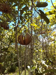 Aristolochia maxima