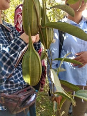 Aristolochia maxima