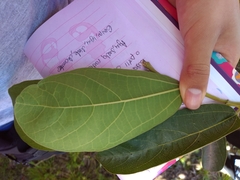Aristolochia maxima