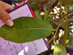 Aristolochia maxima