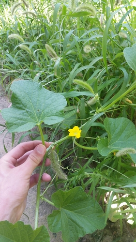 Cucumis melo