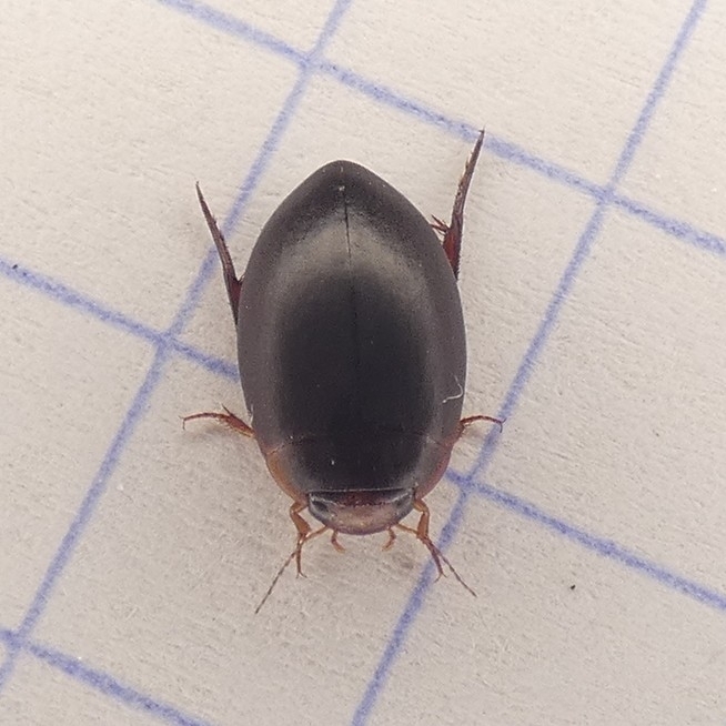 Agabetes acuductus