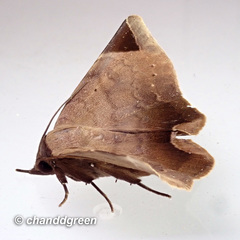 Psimada quadripennis